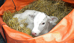 farm holidays Ireland