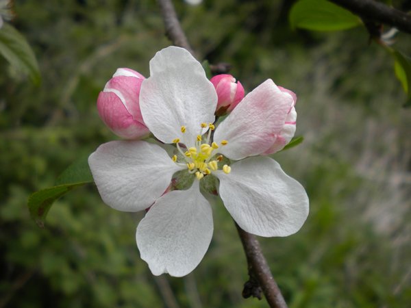 Apple Blossom in Leitrim