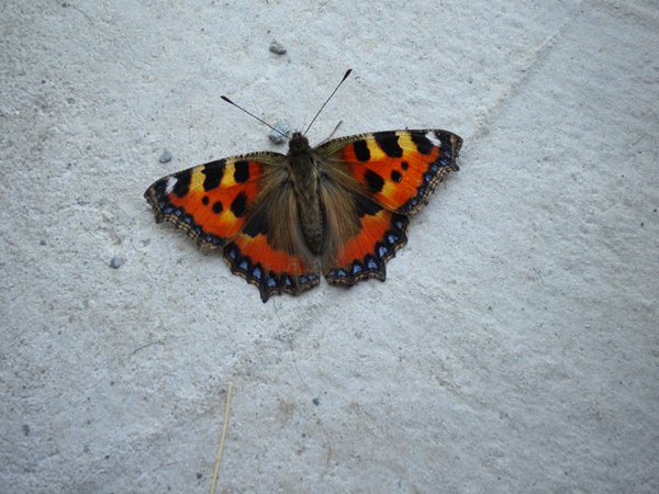 Butterfly Leitrim