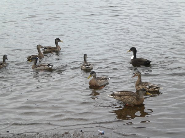 Ducks in Carrigallen