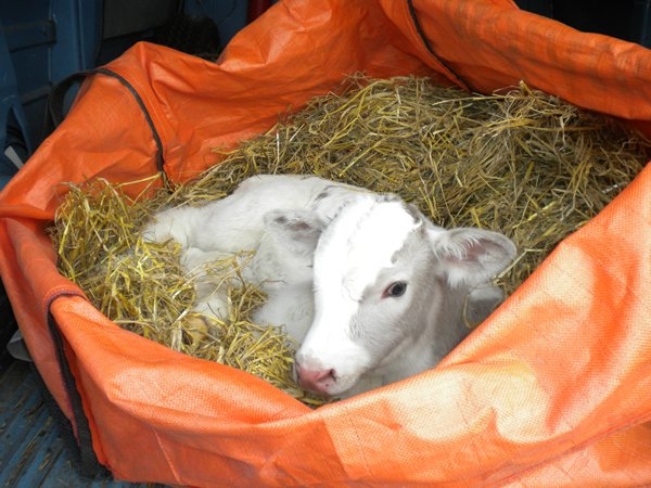 Keeping a calf warm in hay