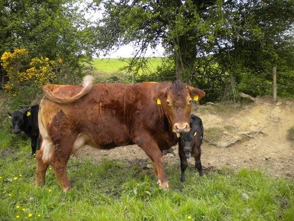 Cow and Calves