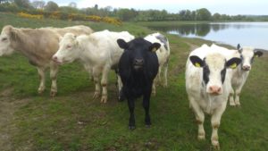 A live audience at Tully