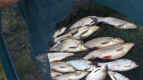 Roach and Skimmers from Tully