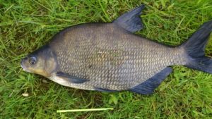 Sample Bream, Connollys on Garadice.